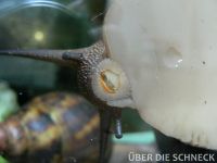a.m.suturalis (009)